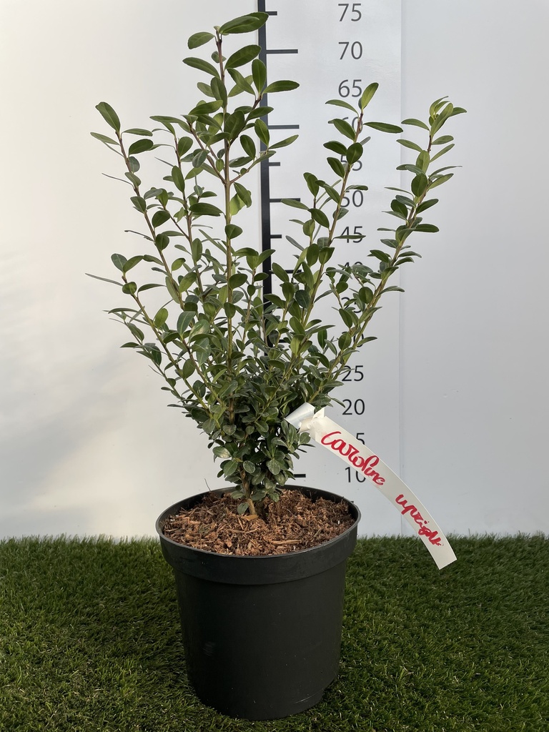 Ilex  crenata Caroline Upright C3 40-60