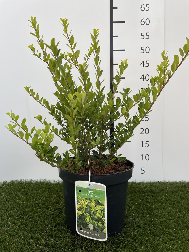 Ilex  crenata Green Hedge C3 40-60