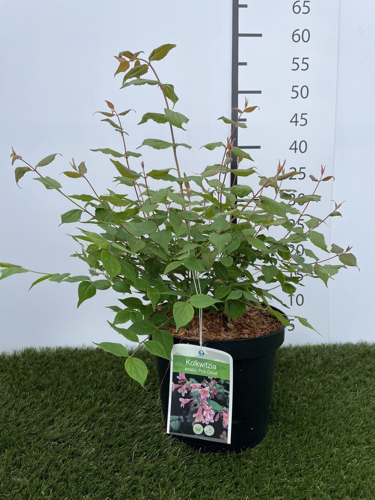 Kolkwitzia  amabilis Pink Cloud C3 40-50