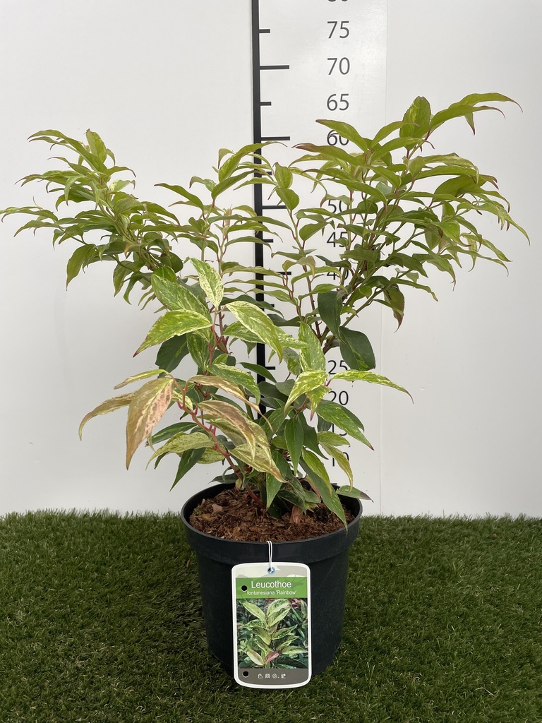 Leucothoe  Fontanesiana Rainbow C3 30-40