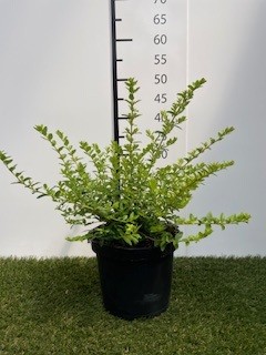 Lonicera  nitida Maigrün C3 40-50