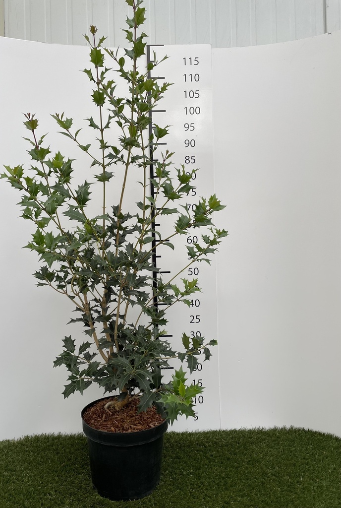 Osmanthus  Heterophyllus C7.5 60-80