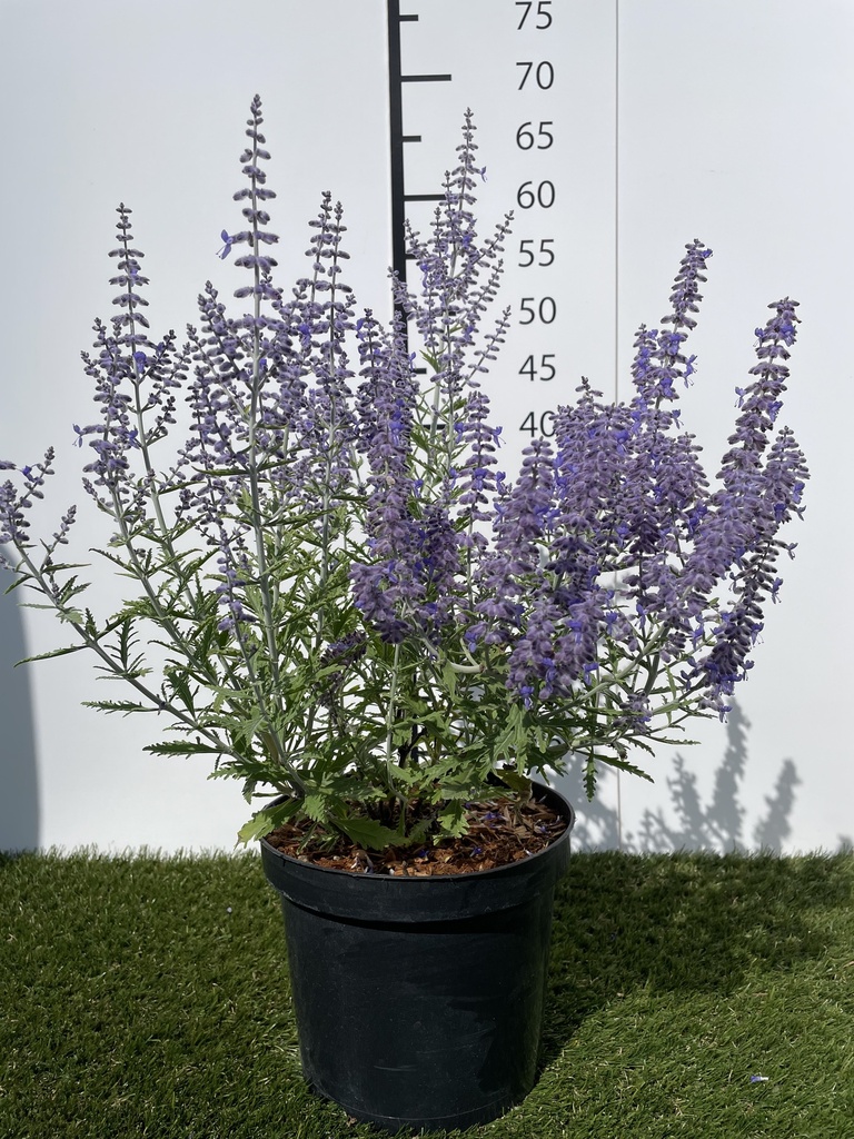 Perovskia  atriplicifolia Lacey Blue C3 30-40