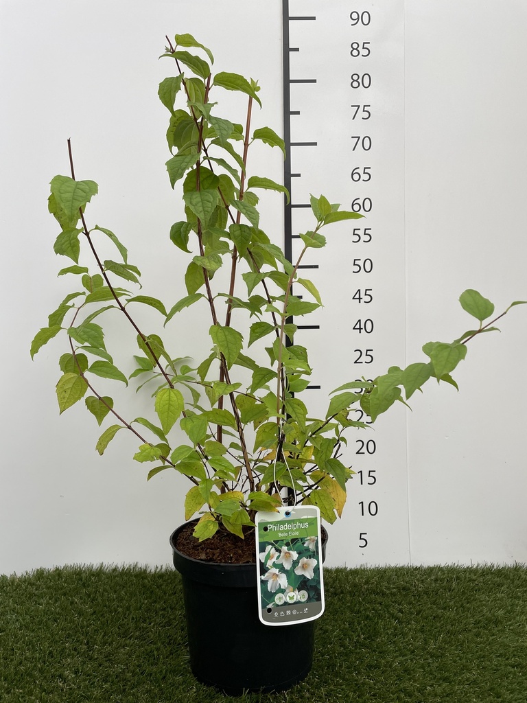 Philadelphus  Belle Etoile C3 50-60