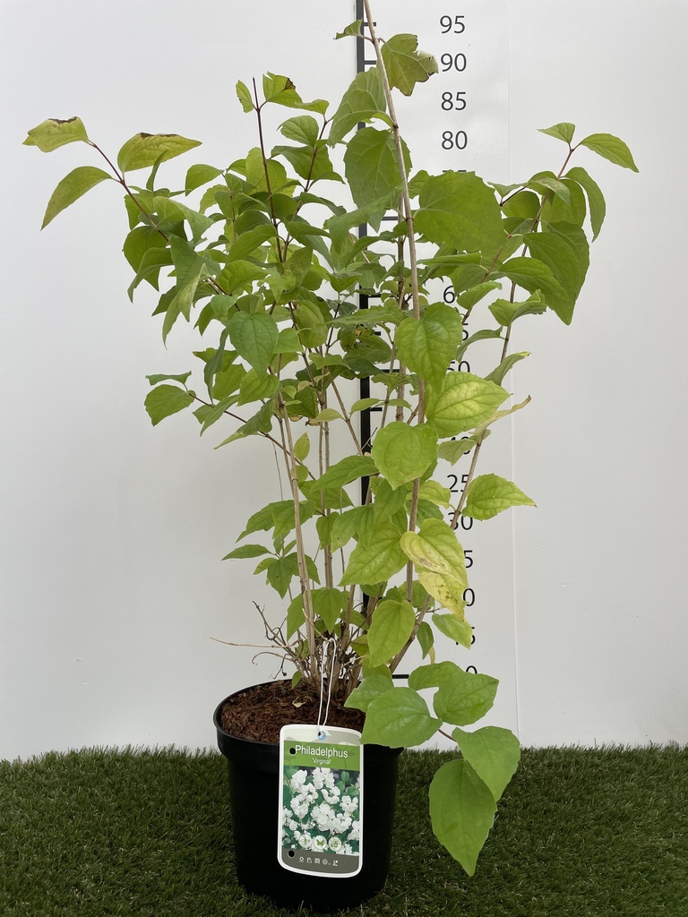 Philadelphus  Virginal C3 50-60