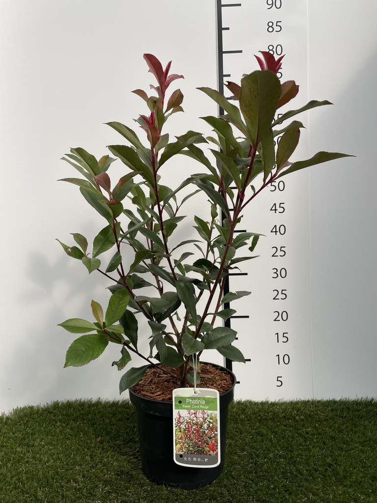Photinia  fraseri Carré Rouge C3 40-60