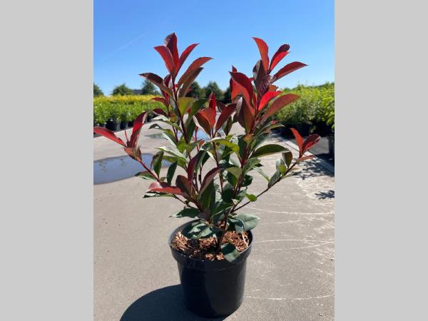 Photinia  fraseri Carré Rouge C3 40-60
