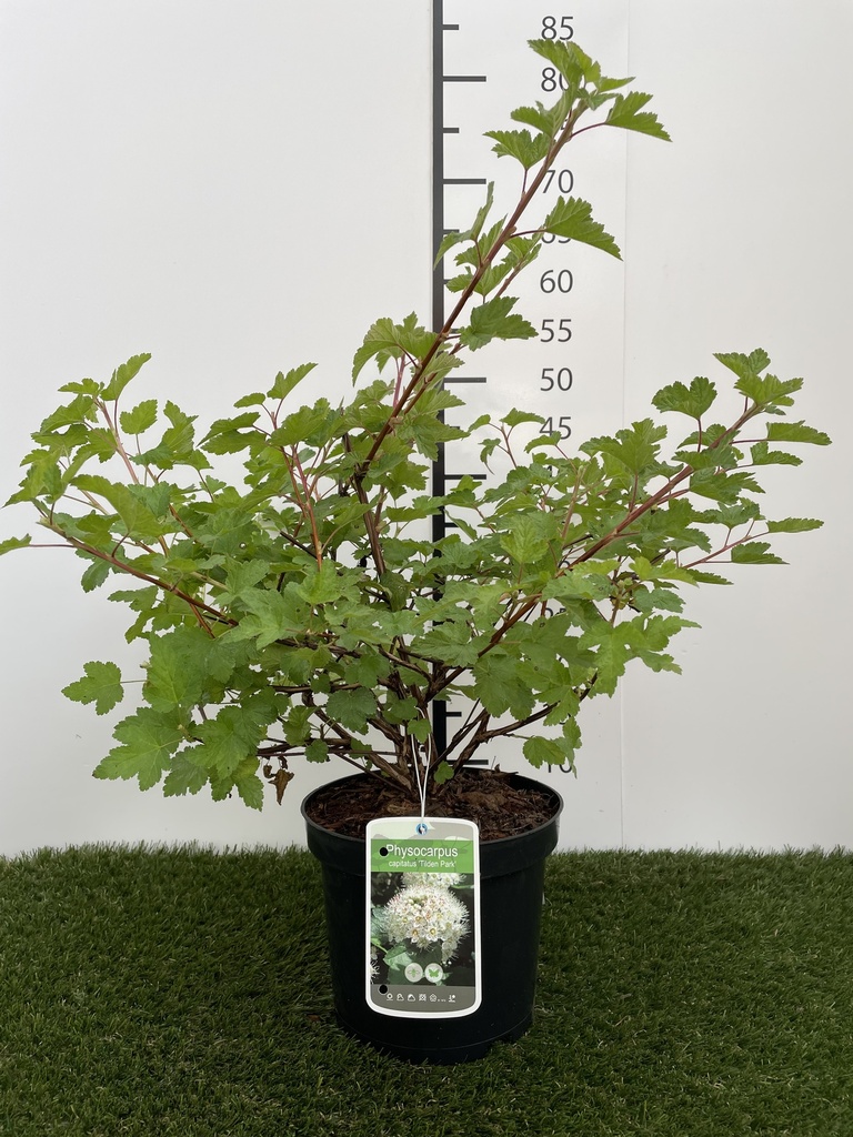 Physocarpus  capitatus Tilden Park C3 40-50