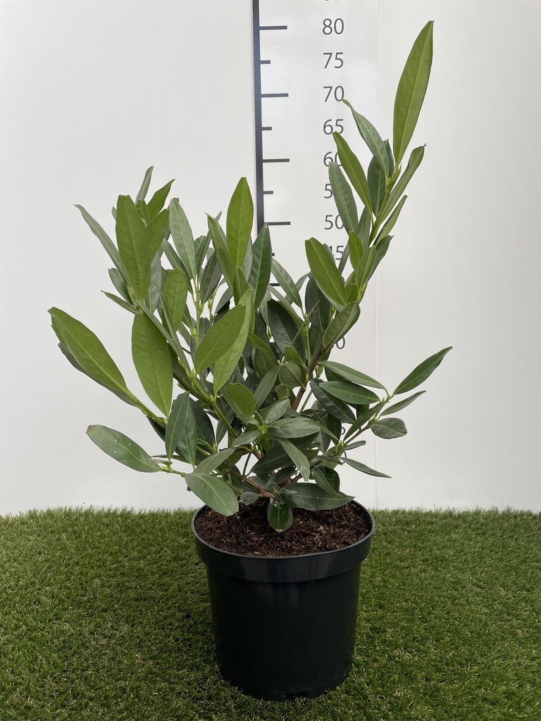 Prunus  laurocerasus Otto Luyken C3 30-40
