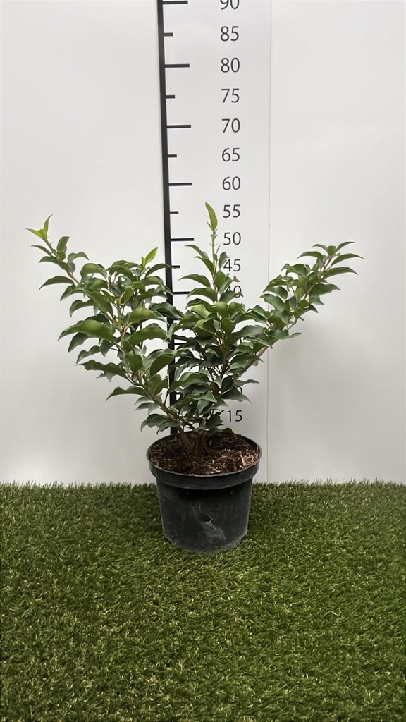Prunus  lusitanica Brenelia C3 30-40