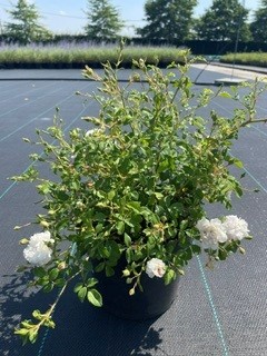 Rosa  (M) White Fairy C3 25-30