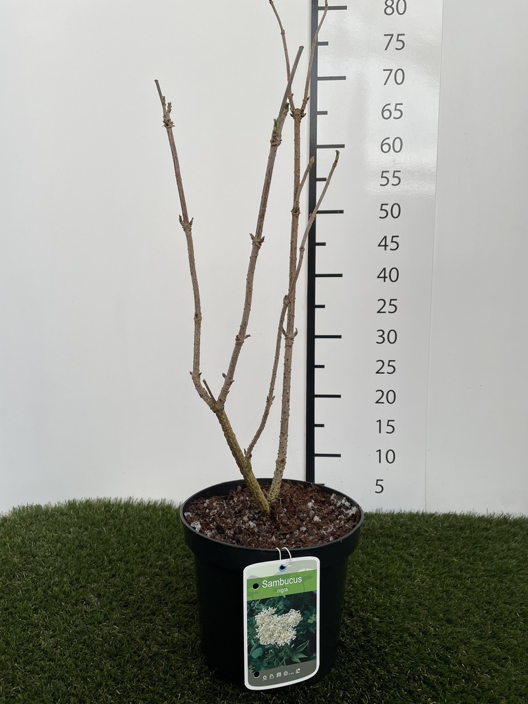Sambucus  nigra C3 50-60