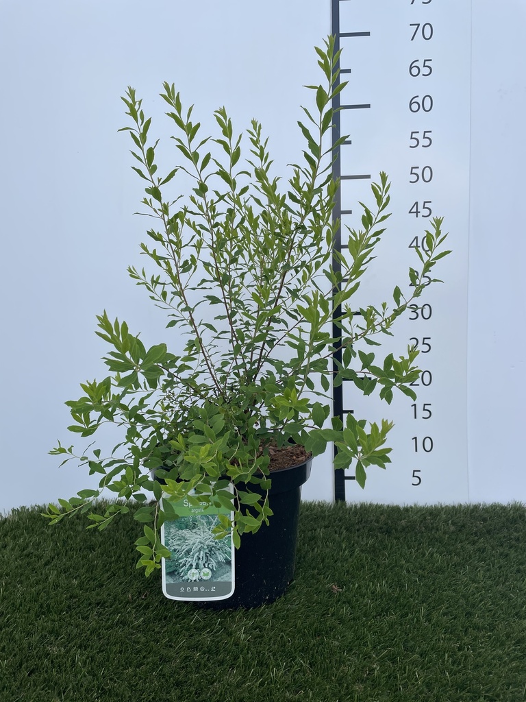 Spiraea  arguta C3 40-60