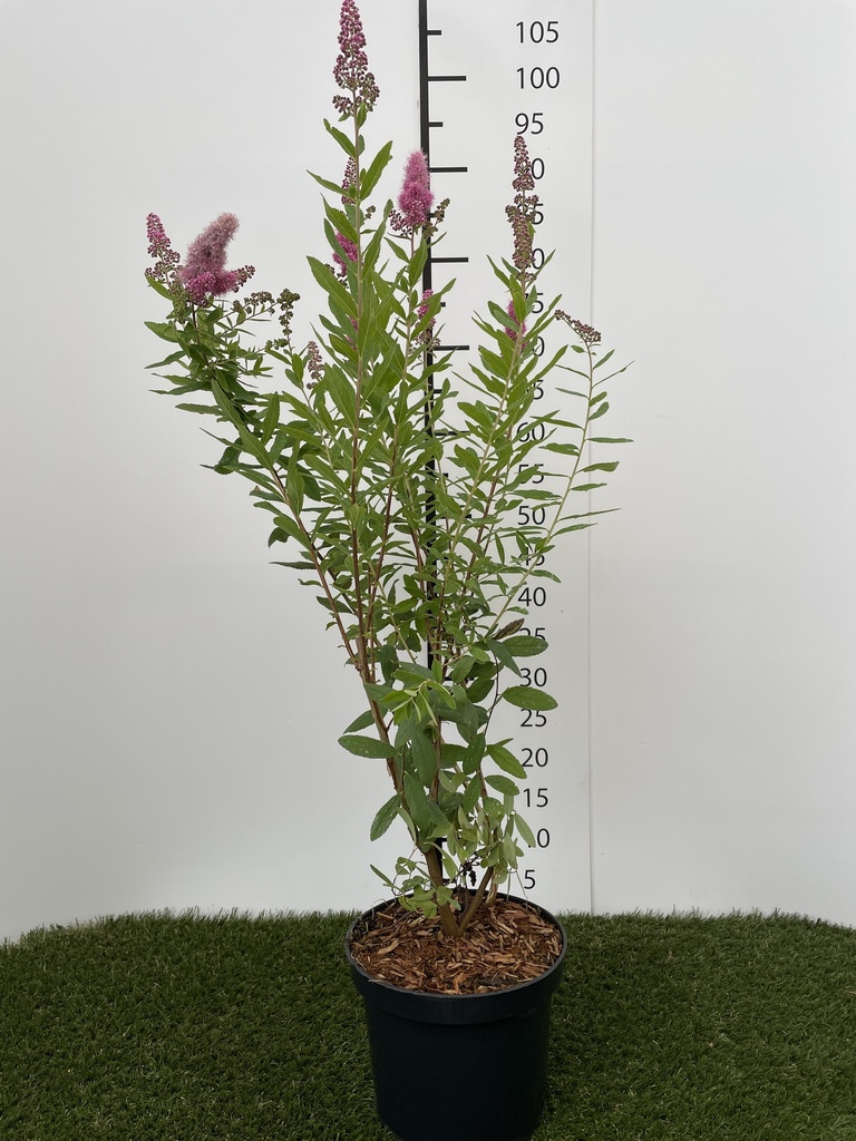 Spiraea  billardii C3 40-60