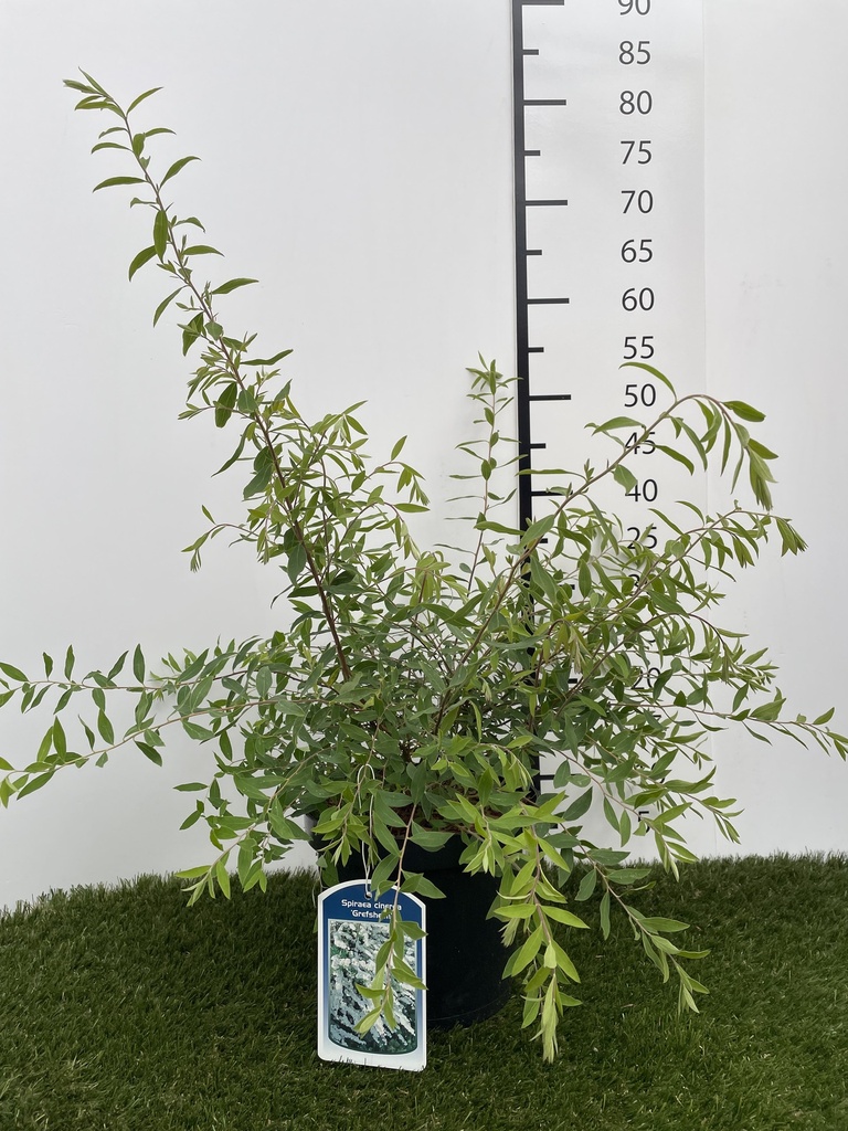 Spiraea  cinerea Grefsheim C3 40-60
