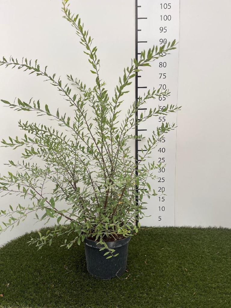 Spiraea  cinerea Grefsheim C3 50-60