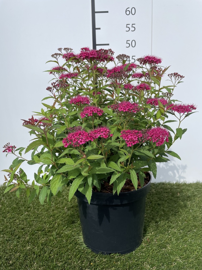 Spiraea  jap. Anthony Waterer C3 25-30