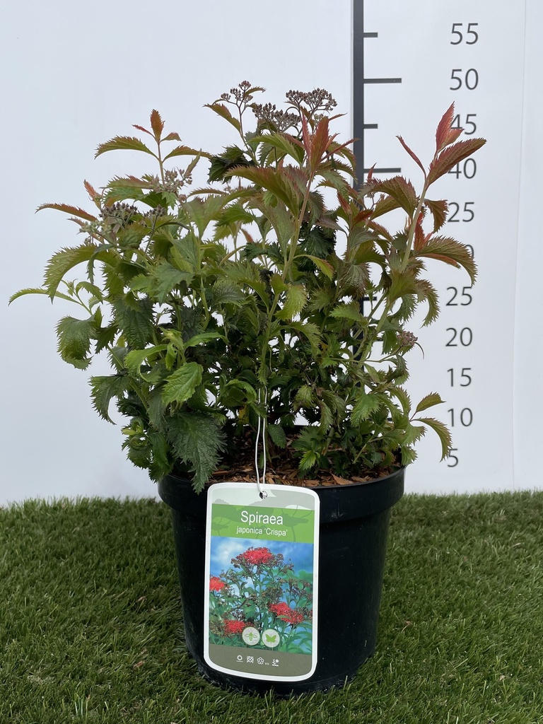 Spiraea  japonica Crispa C3 30-40