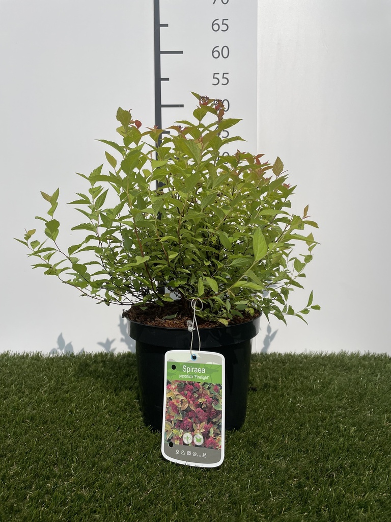 Spiraea  japonica Firelight C3 25-30