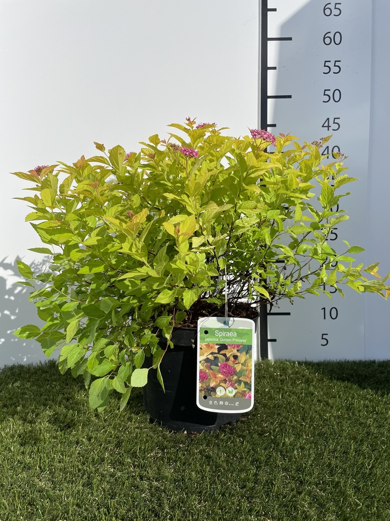 Spiraea jap. Golden Princess C3 20-25