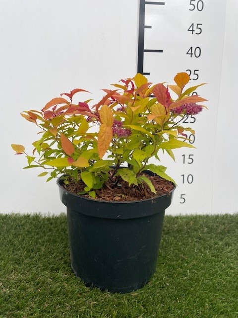 Spiraea  japonica Goldflame C3 25-30