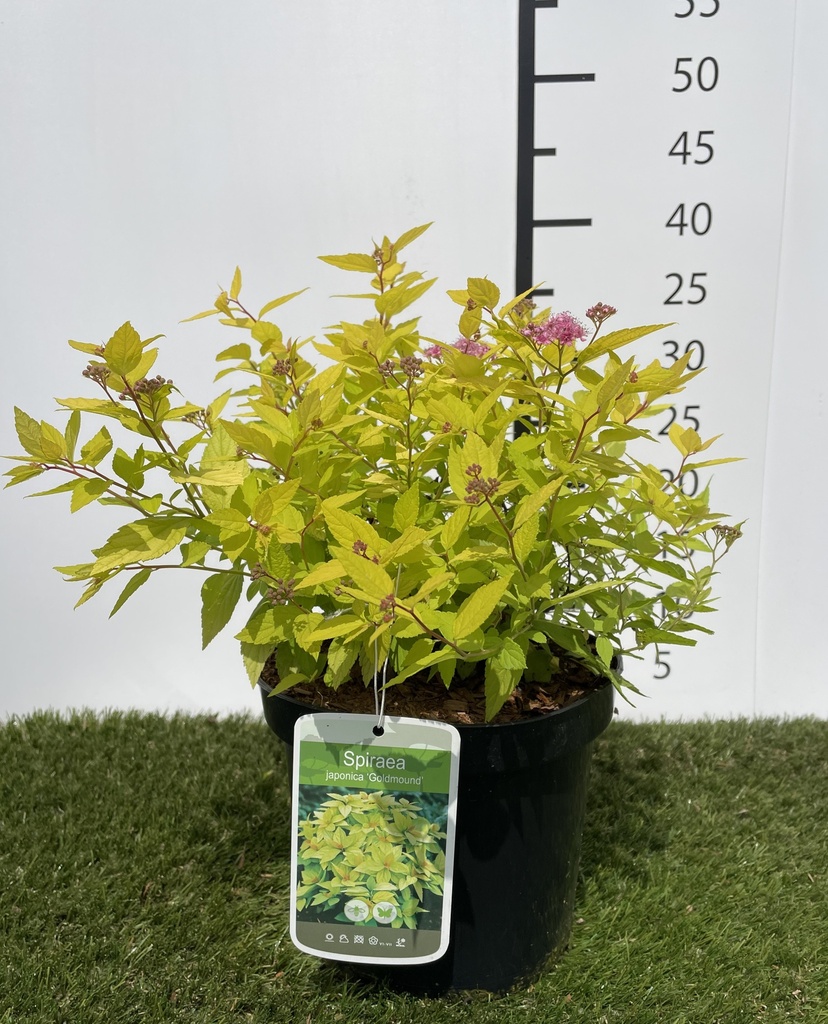 Spiraea  japonica Goldmound C3 25-30
