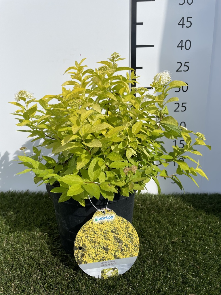 Spiraea  japonica White Gold C3 30-40