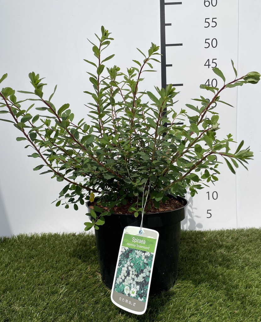 Spiraea  nipponica Snowmound C3 40-60