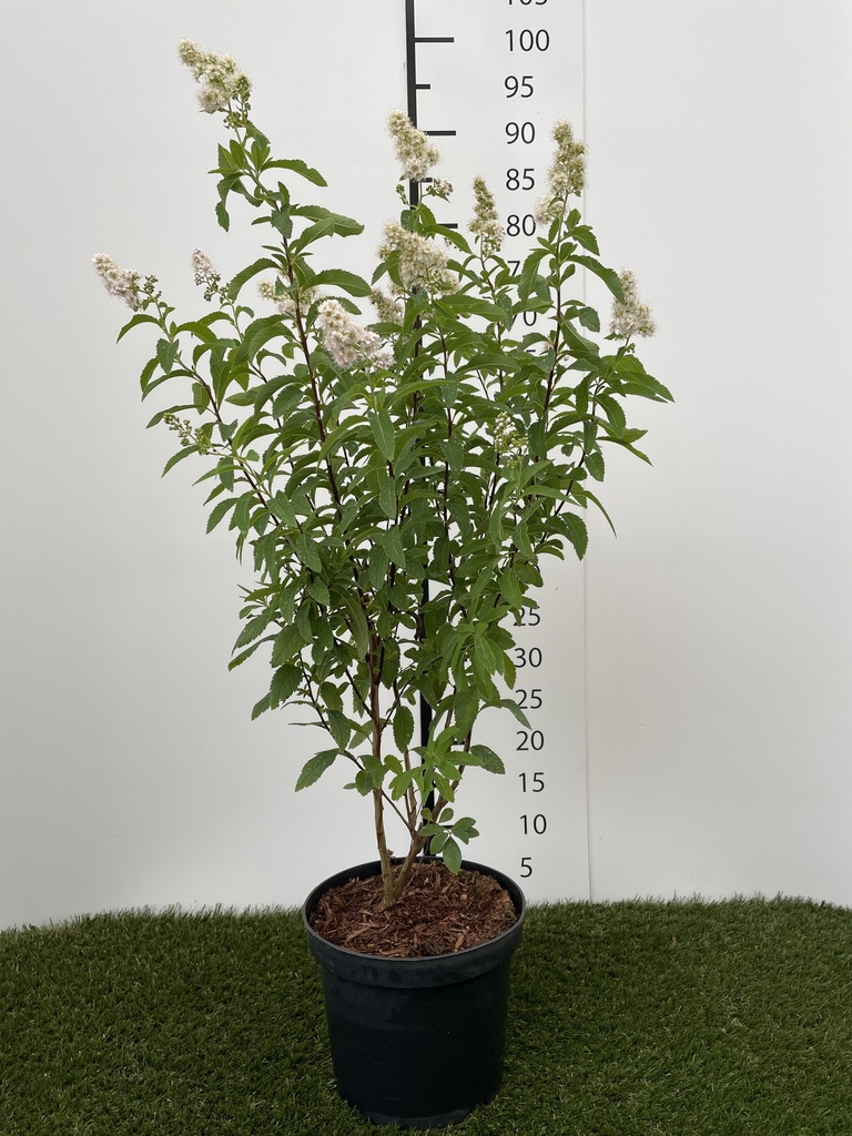 Spiraea  Prunifolia C3 40-60