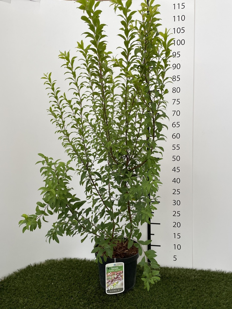 Spiraea  thunbergii Fujino Pink C3 40-60