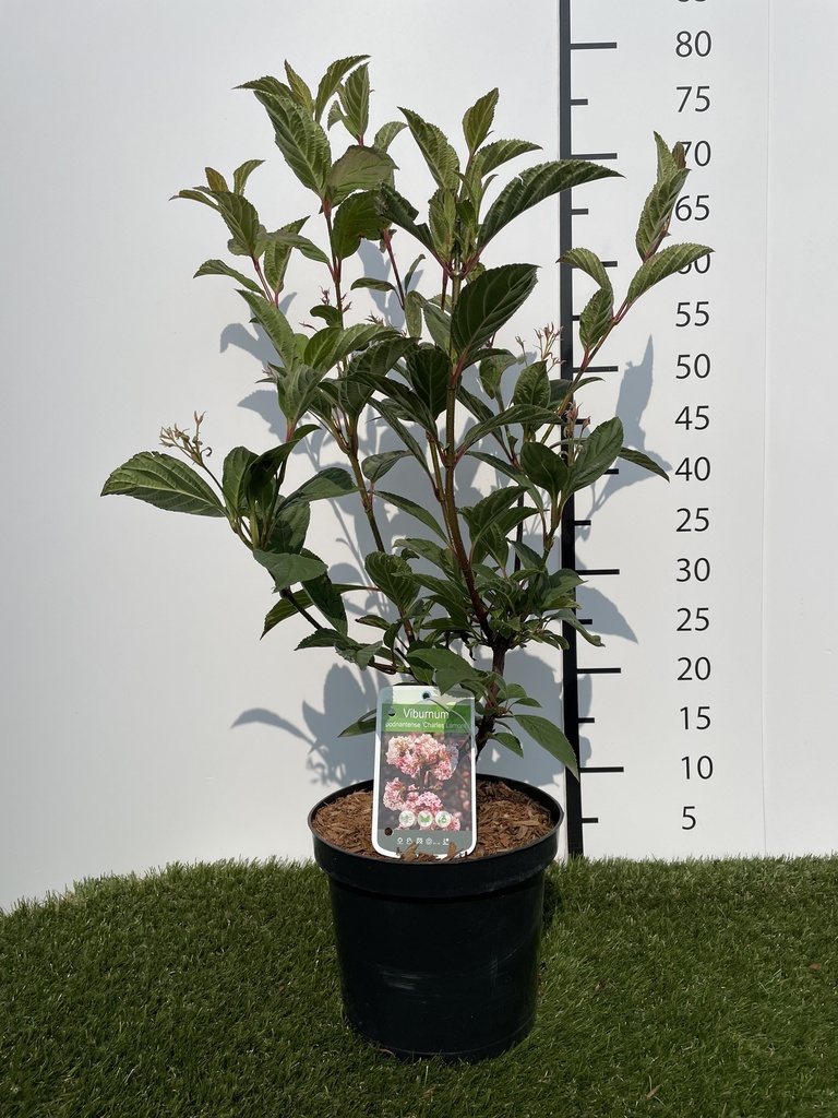 Viburnum  bodnantense Charles Lamont C3 50-60