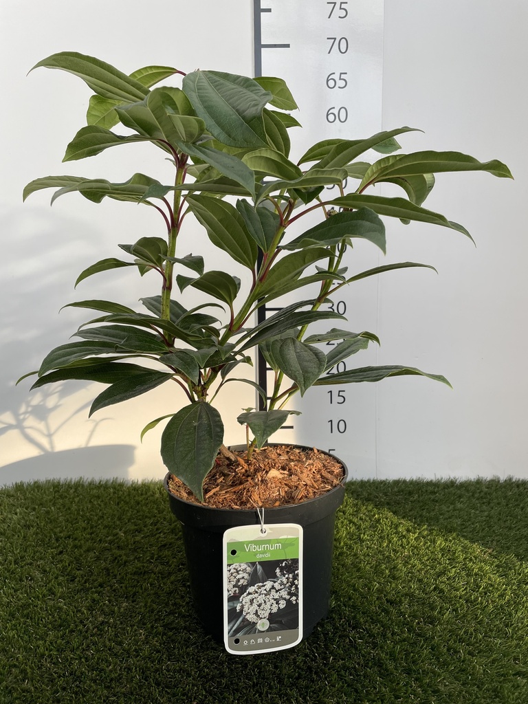 Viburnum  Davidii C3 30-40