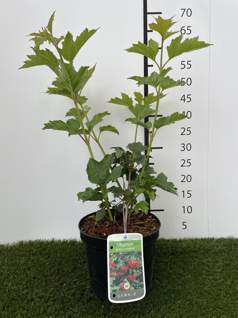 Viburnum opulus Compactum C3 25-30