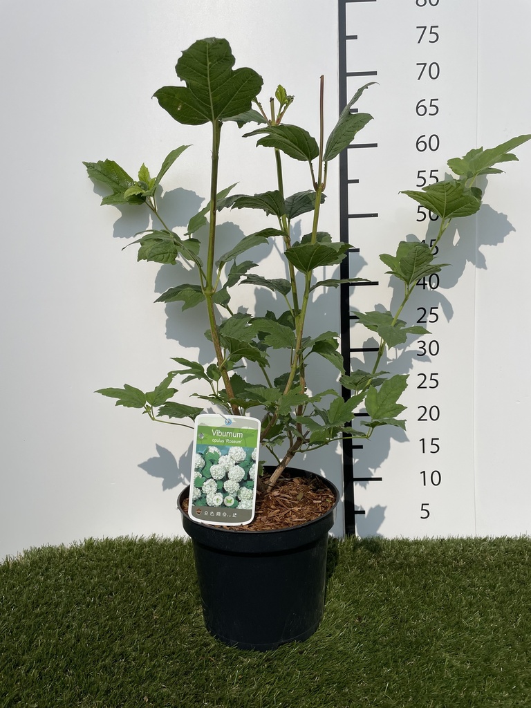 Viburnum  opulus Roseum C3 40-60