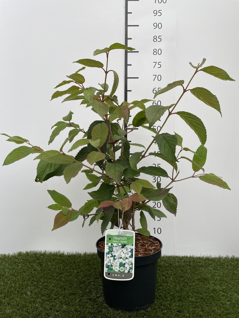Viburnum  plicatum Mariesii C3 40-60