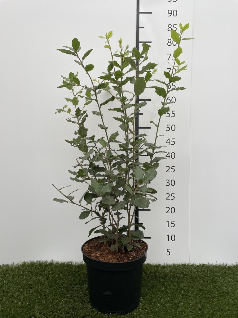 Quercus ilex C3 60-80