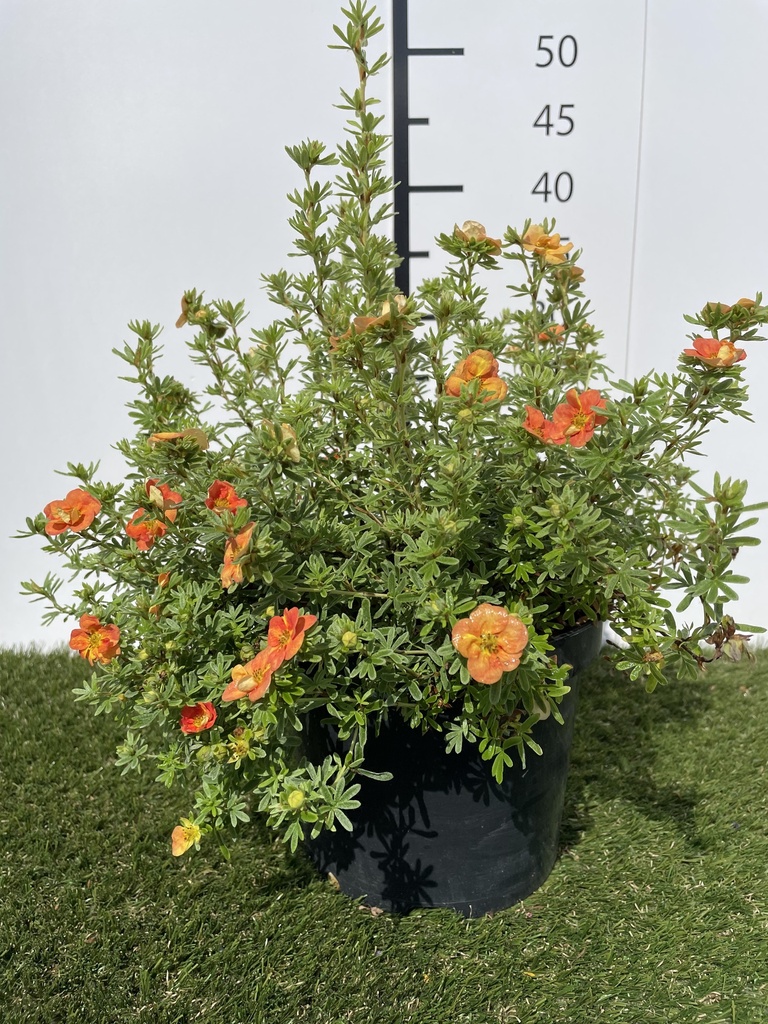 Potentilla fruticosa 'Red Ace' C3 25-30