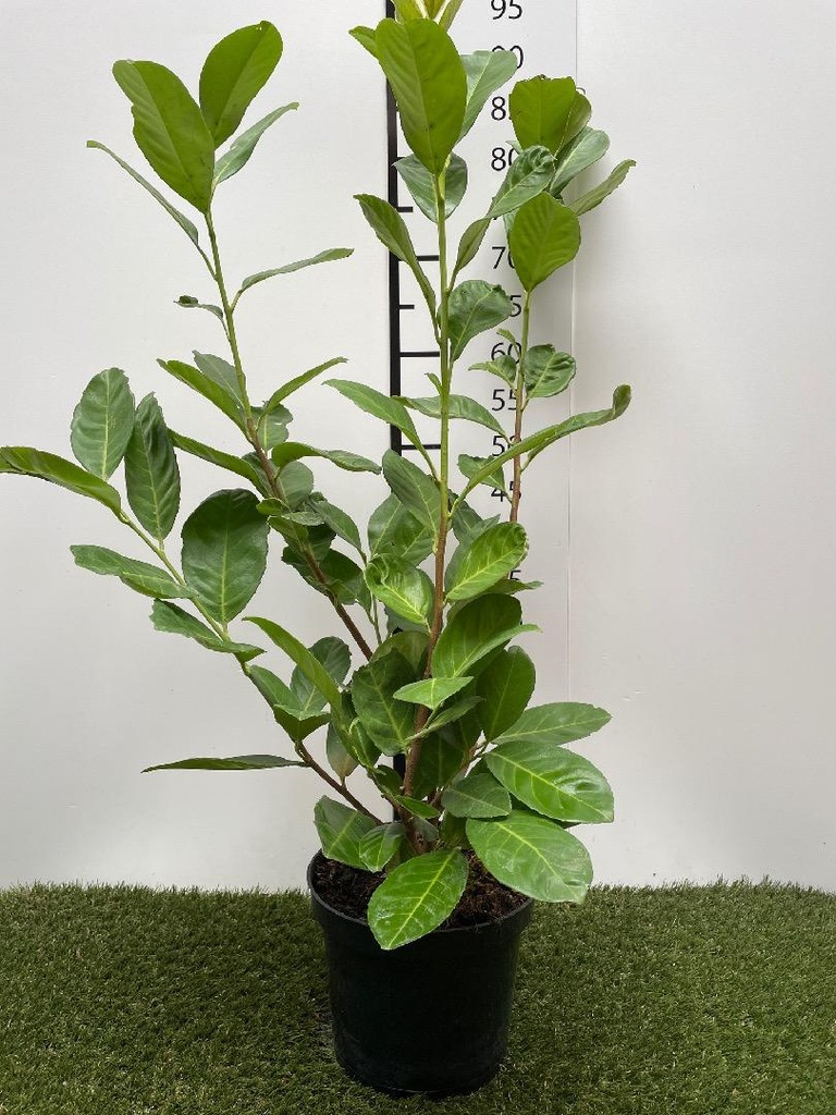 Prunus laurocerasus Rotundifolia C3 60-80