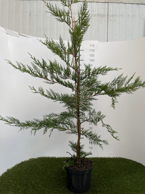 Cupressocyparis Leylandii C4 125-150