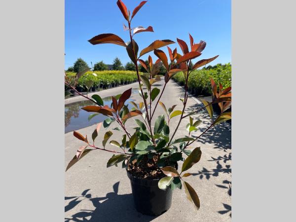 Photinia fraseri Red Robin C3 40-60