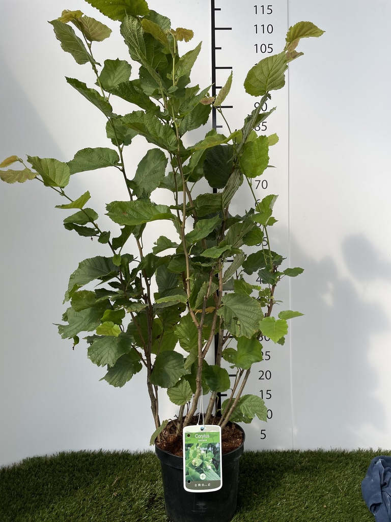 Corylus avellana C3 40-60
