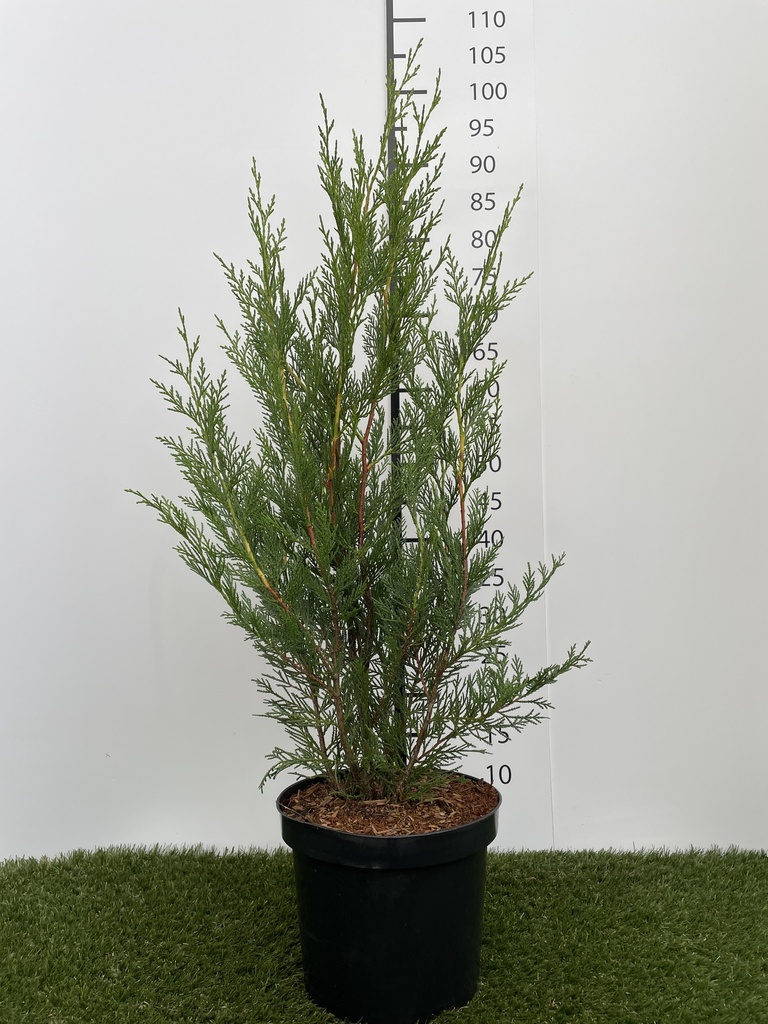 Cupressocyparis leylandii 2001 C4 80-100