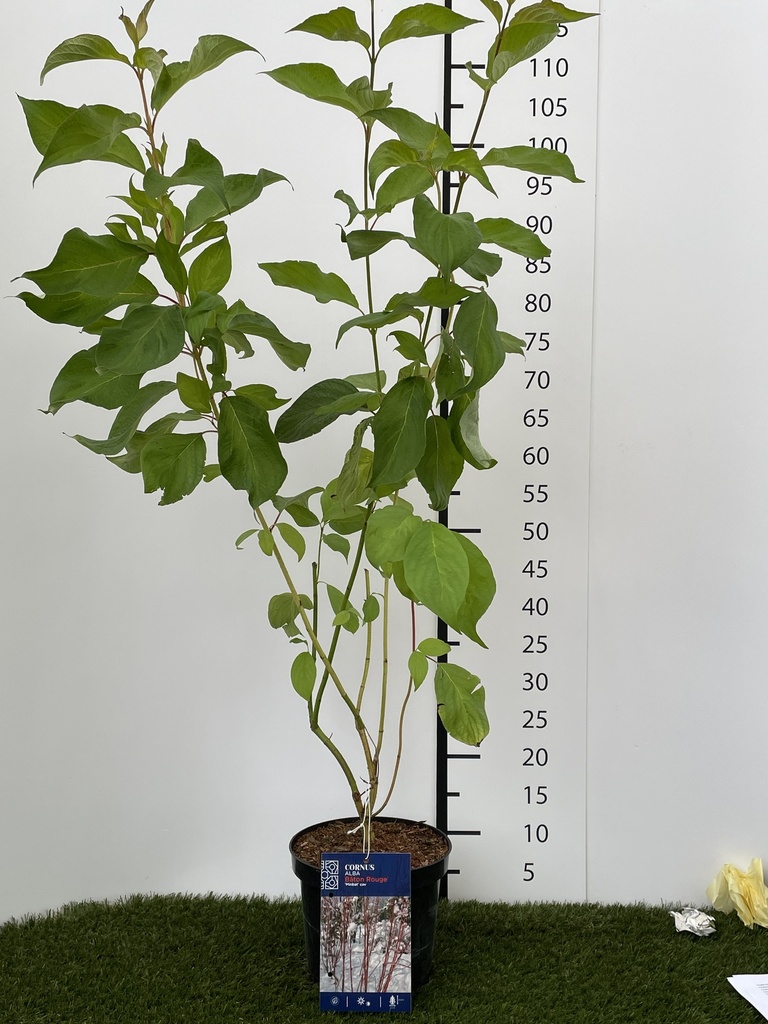 Cornus alba Baton Rouge C3 60-80