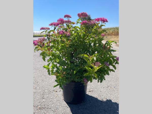 Stephanandra incisa Crispa C3 30-40