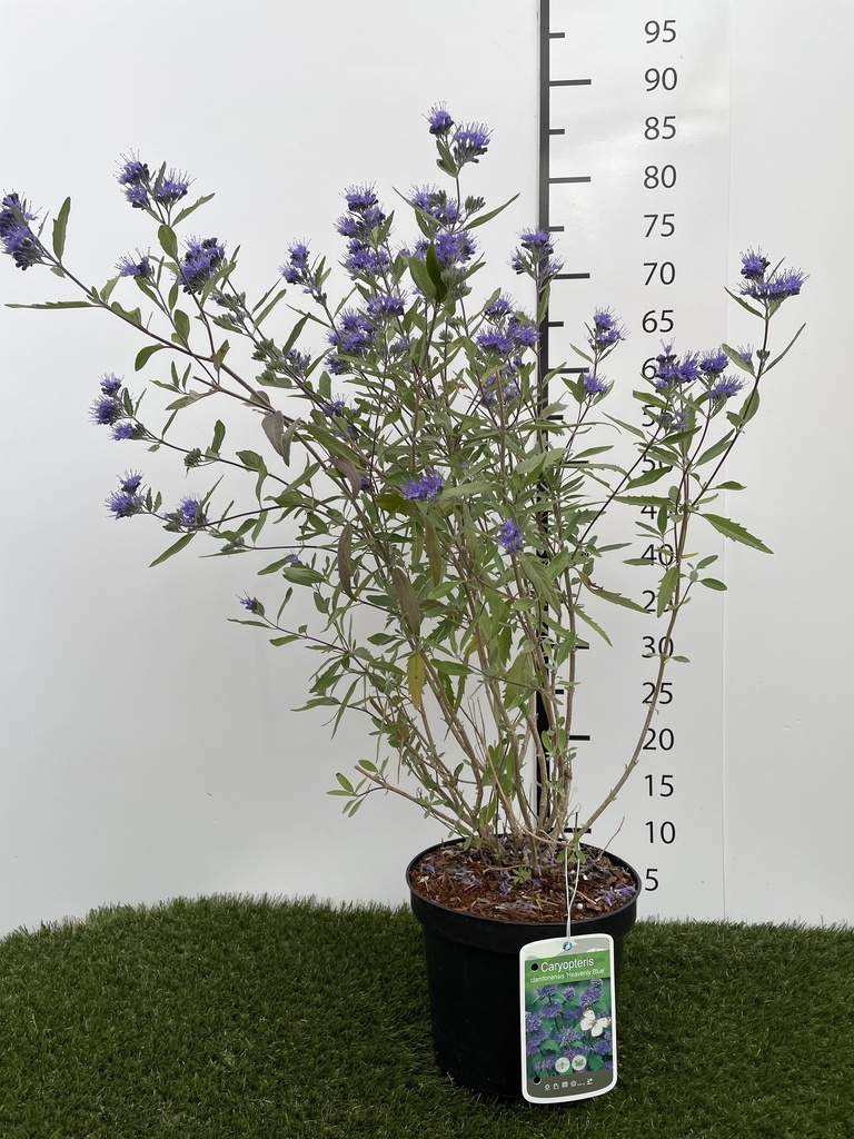 Caryopteris clandonensis Heavenly Blue C3 30-40