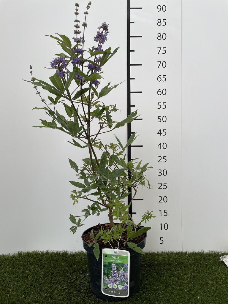 Vitex agnus-castus C3 30-40