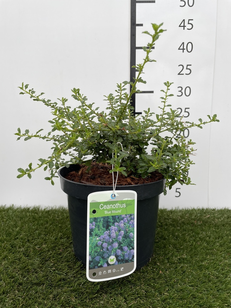 Ceanothus Blue Mound C3 25-30
