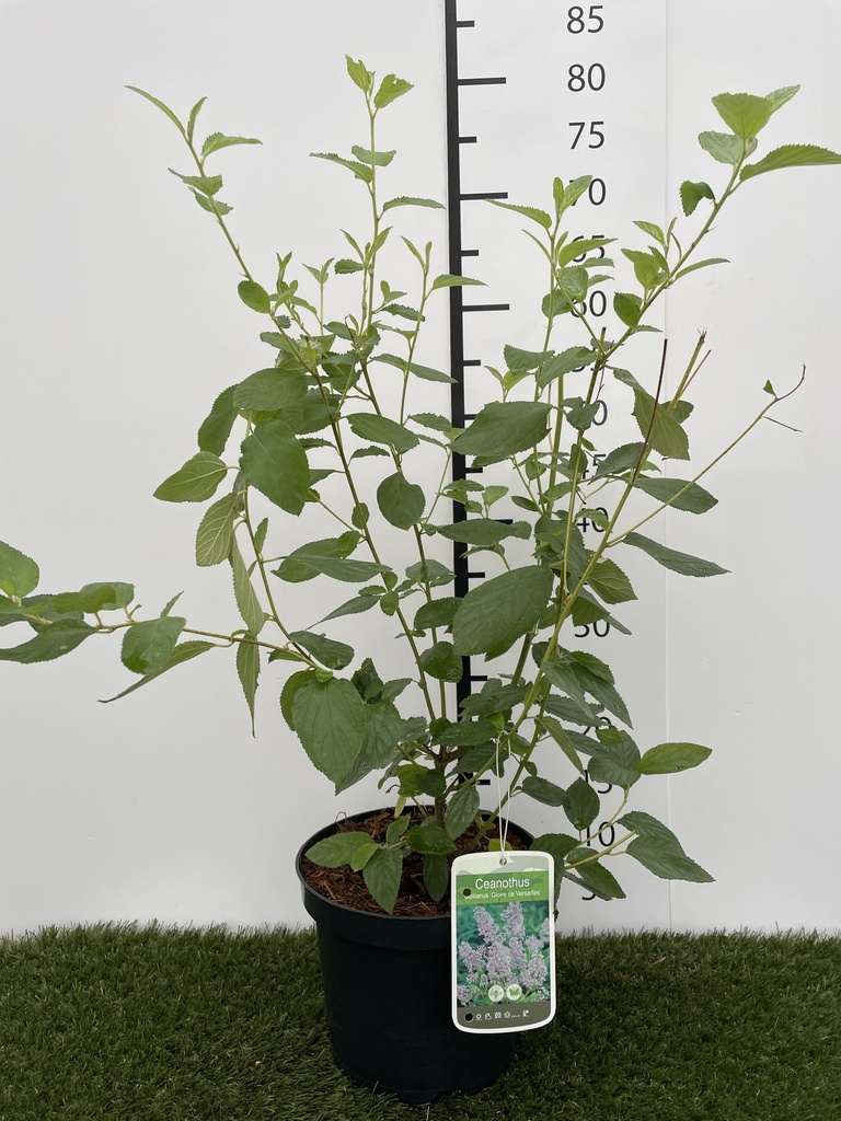 Ceanothus delilianus Gloire de Versailles C3 40-50