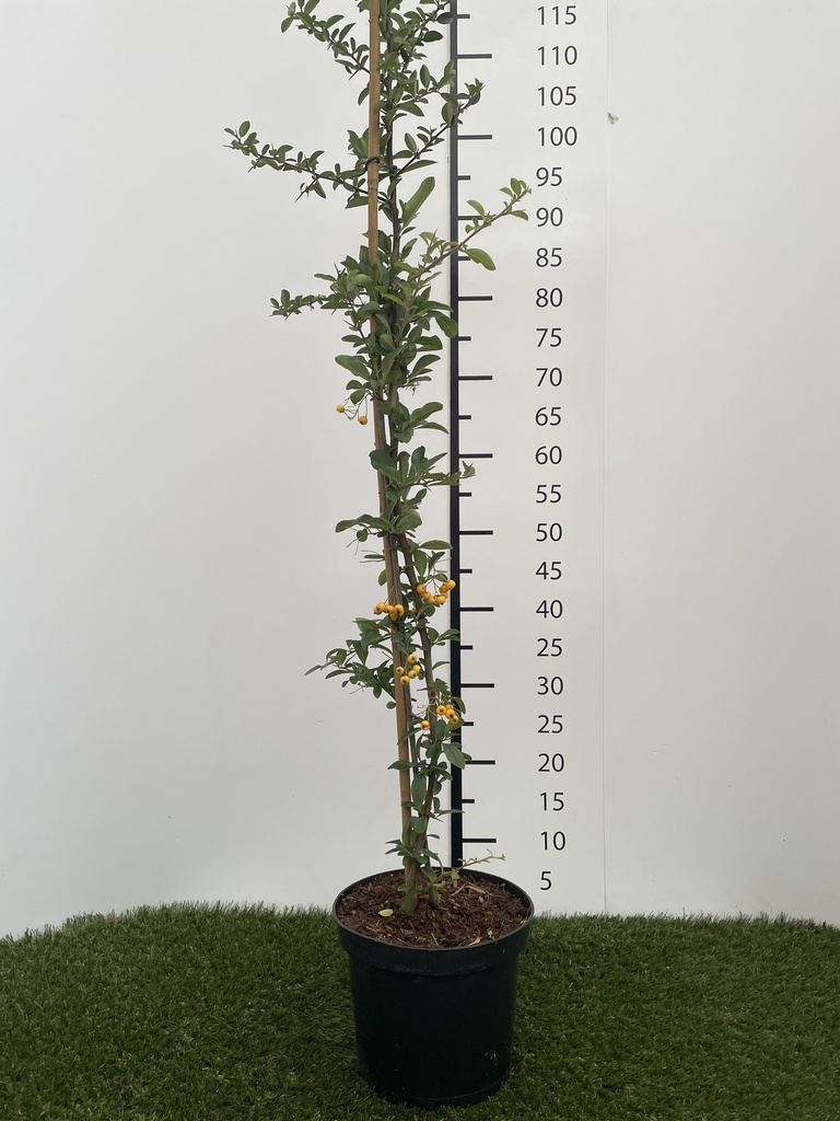 Pyracantha hybr. Golden Charmer C3 60-80