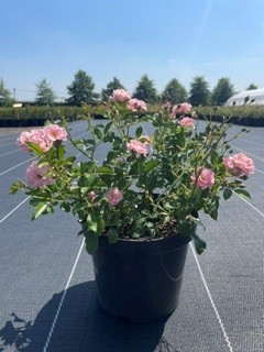 Rosa The Fairy c3 25-30